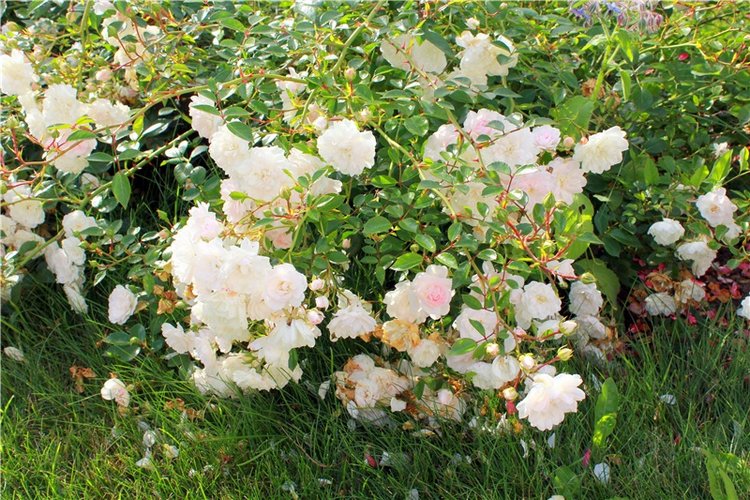 Июльское путешествие в Старицу