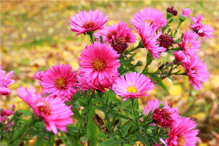 Золотая Осень в Берново с Имани. Mini Imani от Kaye Wiggs