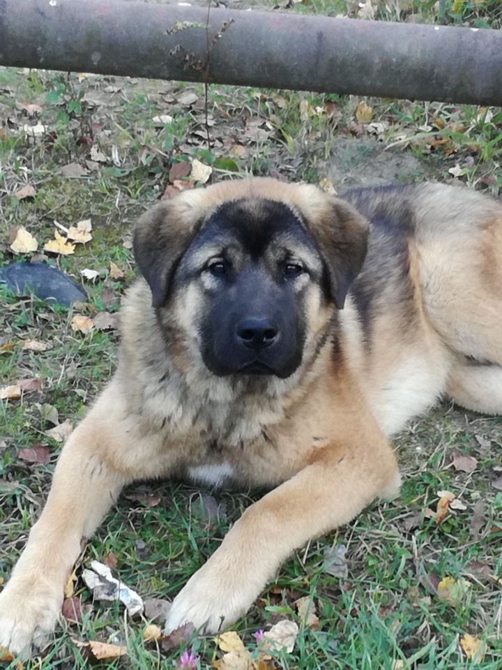 Плюшечка Лотта — Куклы Heidi Plusczok (Хайди/Хейди Плюсчок) — фото