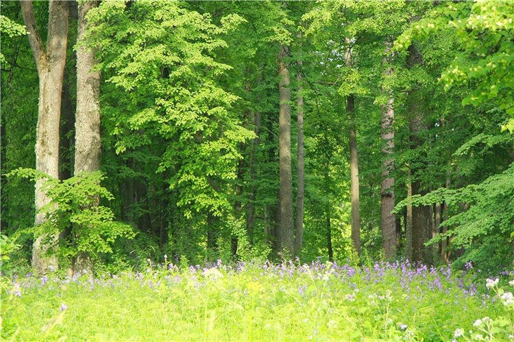 Путешествие Виолы в Усадьбу Знаменское-Раёк
