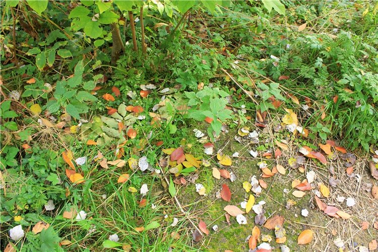 Путешествие Dal Hangry в Грузины