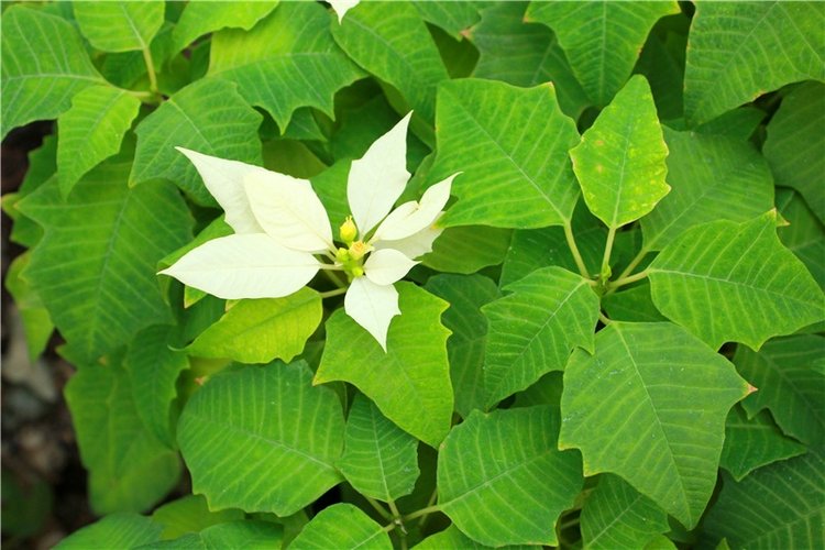 Выставка тюльпанов в Твери, продолжение