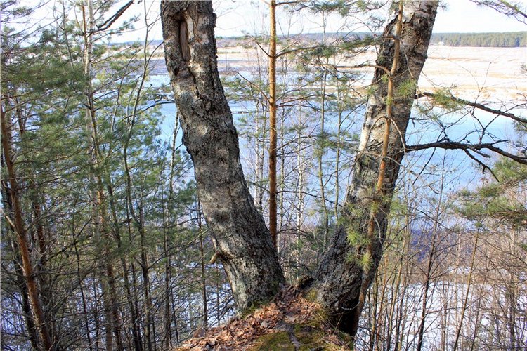 Весна в "Саду Камней" | Бэйбики Весна в "Саду Камней" — Куклы Meadow dolls (Медовушки): BJD (БЖД)