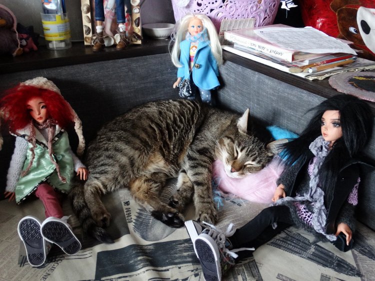 Кото-фото — В мире животных: смешные фото питомцев и зверей