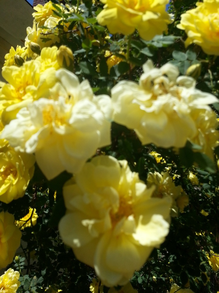 Прокатимся на машине времени? Поселение Старбридж. Новая Англия. 1830 год. Часть третья, заключительная