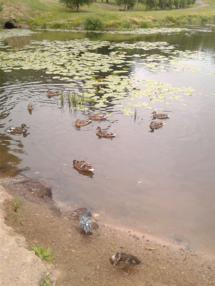 Наше лето, часть 1 — Куклы и тела Obitsu (Обитсу): 1/6