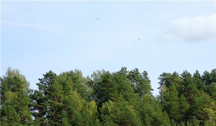 Старицкая Швейцария. Путешествие с Сашей, продолжение. Уникальная кукла от Сильвии Наттерер