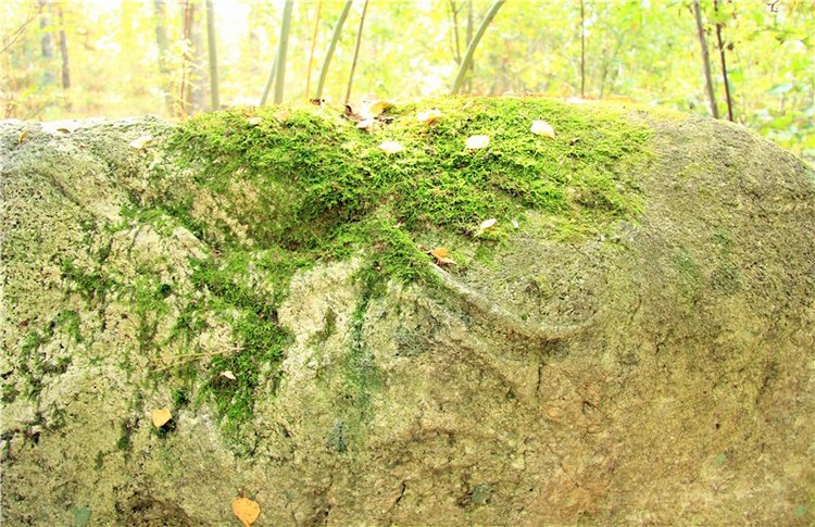 Путешествие Адель в "Сад камней". Джульетта от Sylvia Natterer