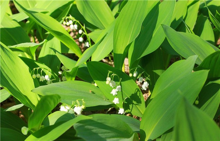 Ландыши - Светлого мая привет (фото 2)