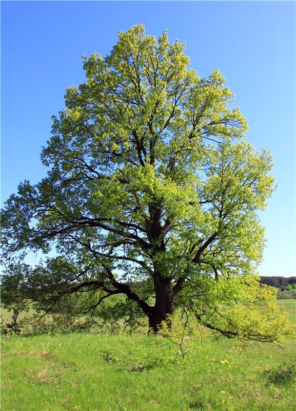 Ландыши - Светлого мая привет
