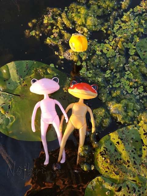 Wonderfrog. Красота в простоте