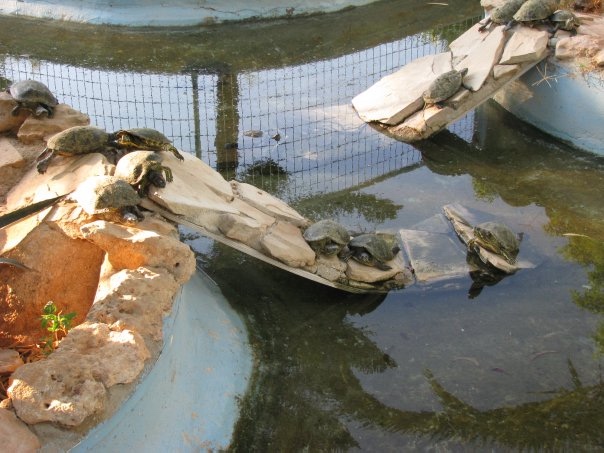 Путешествие на о. Кипр — Туризм и путешествия: фотоотчеты из поездок