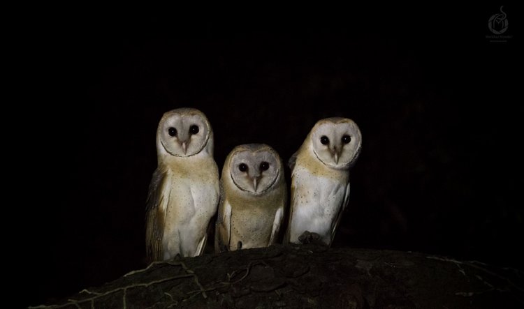 Любительские и профессиональные фотографии Сов (выпуск 2)