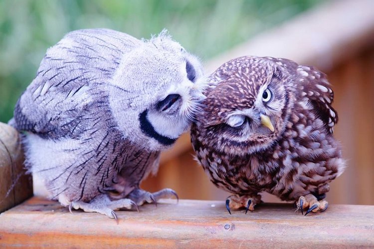 Любительские и профессиональные фотографии Сов (выпуск 2)