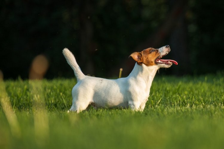 В гостях у STEPHA dolls! Biggers, Миниамигес, Вестида де Азул