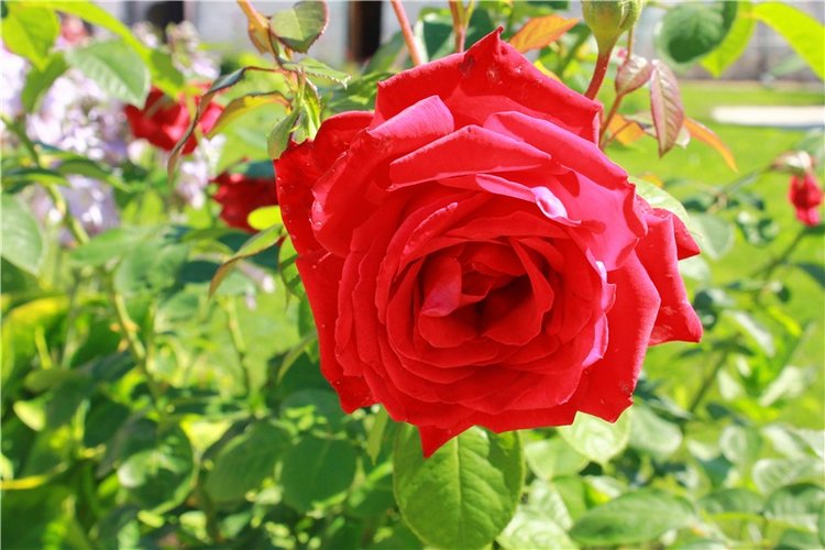 Время, застывшее в янтаре. Старицкий Свято-Успенский мужской монастырь