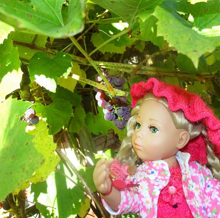 Линка и Иришка - сборщицы винограда | Бэйбики Линка и Иришка - сборщицы винограда