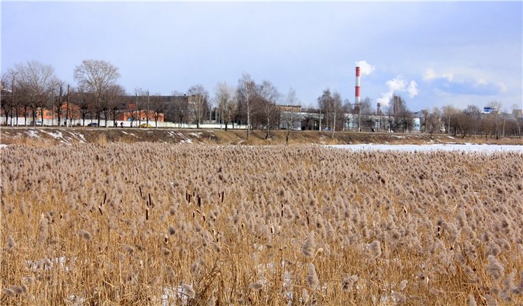 Выставка тюльпанов в Твери, продолжение (фото 5)