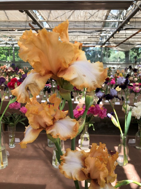 Тони Старк: приключения без брони. И снова Аптекарский огород | Бэйбики Тони Старк: приключения без брони. И снова Аптекарский огород