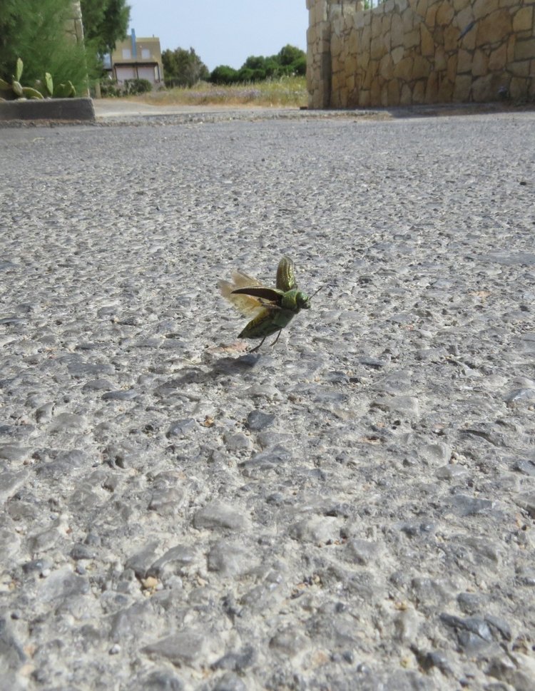 Kidz' тур. Нико на Крите. Аниссарас