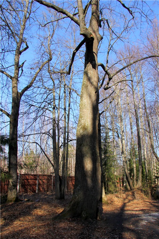 Апрельский день в Василёво, заключительная часть