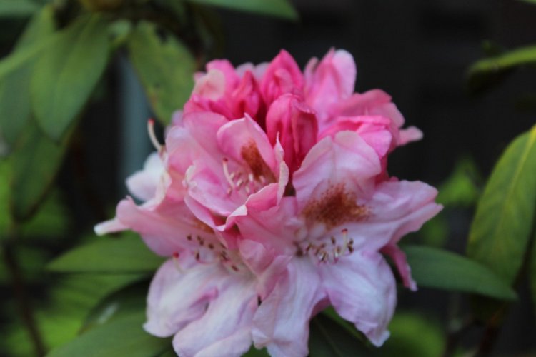 Sonja гуляет в саду. Коллекционная кукла от Helen Kish (фото 6)