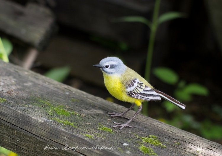 Жёлтая трясогузка — Валяные игрушки из шерсти: сухое валяние (фото 9)