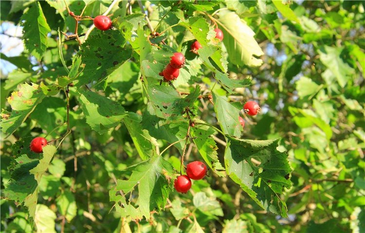 Нийя. Воспоминание об осени, Чукавино, Эко-Лэнд
