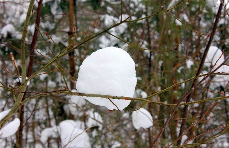Рождественские гуляния, часть вторая. Zwergnase Mischa