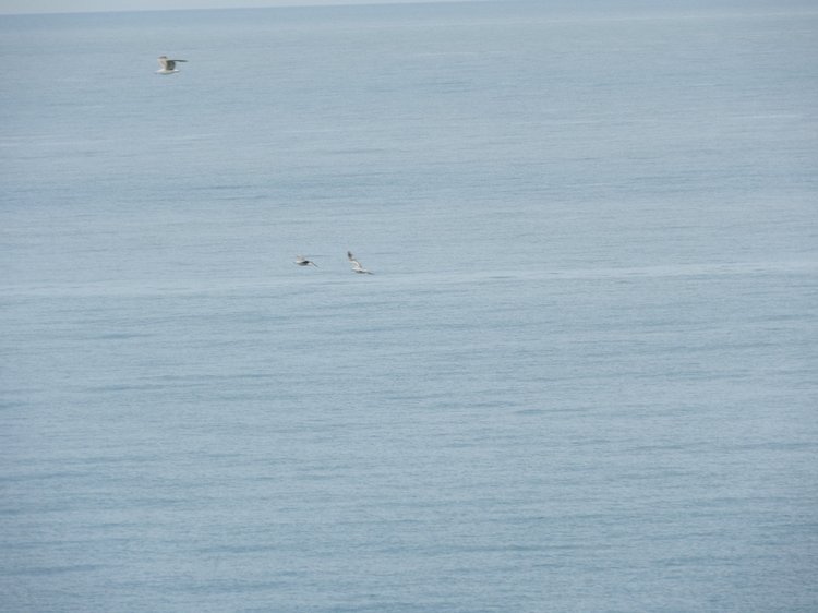 Сочи-Адлер: Южное Взморье - Красоты Черного Моря (фото 7)