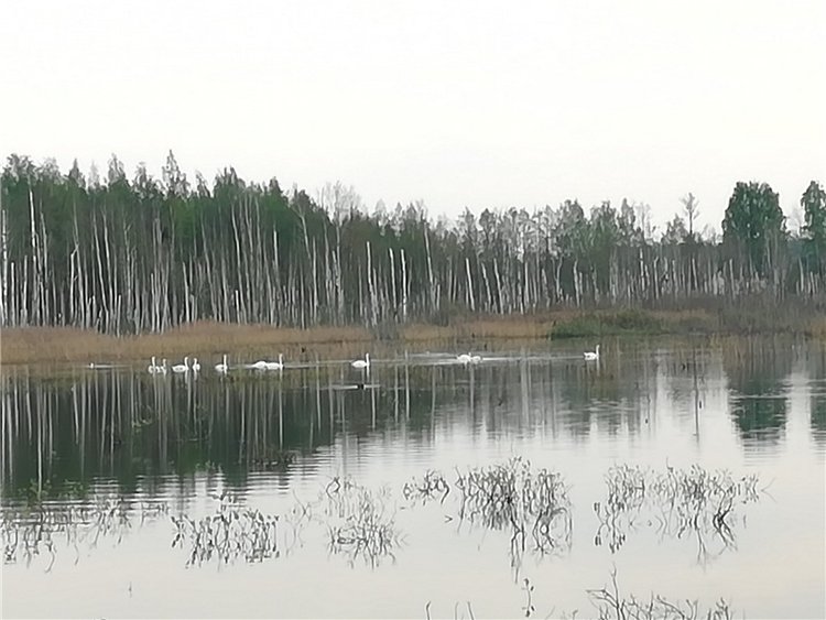 "Лебединое озеро" в Твери