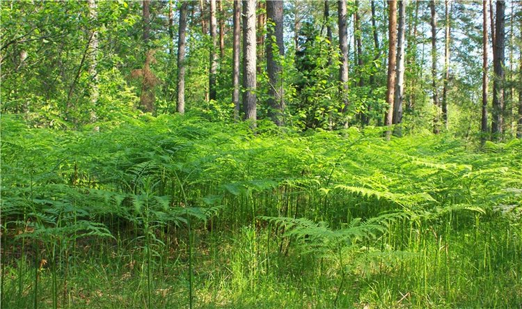 Малиновый Июнь, продолжение. BJD Gigi от Meadow Dolls