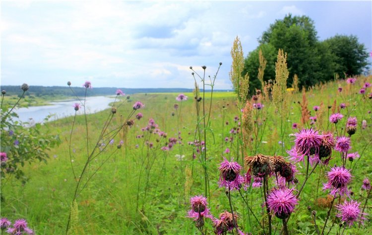 Летняя Фантазия — Куклы Kaye Wiggs (Кайе Виггс): авторские BJD (БЖД)