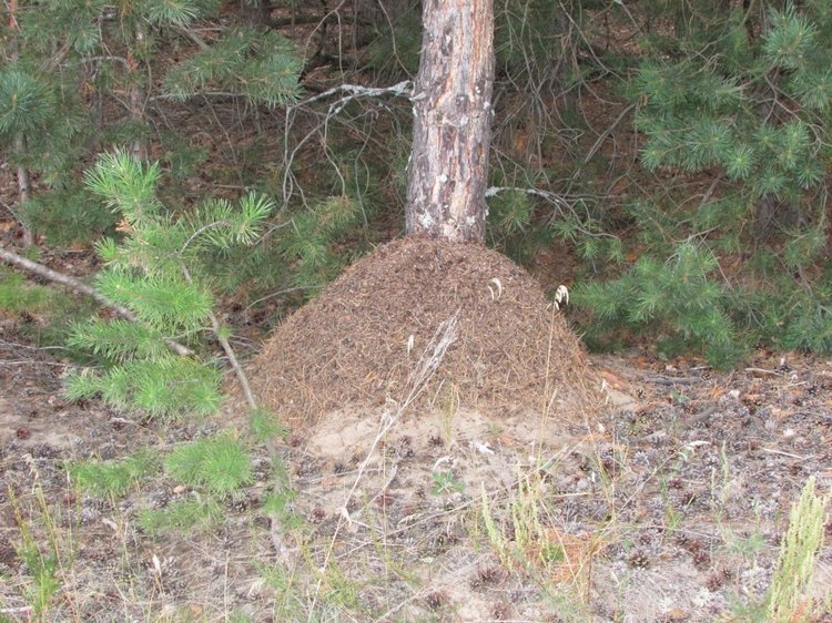 Путешествие в Нижегородскую область - часть 2 - Размещение в деревушке и прогулка по окресностям