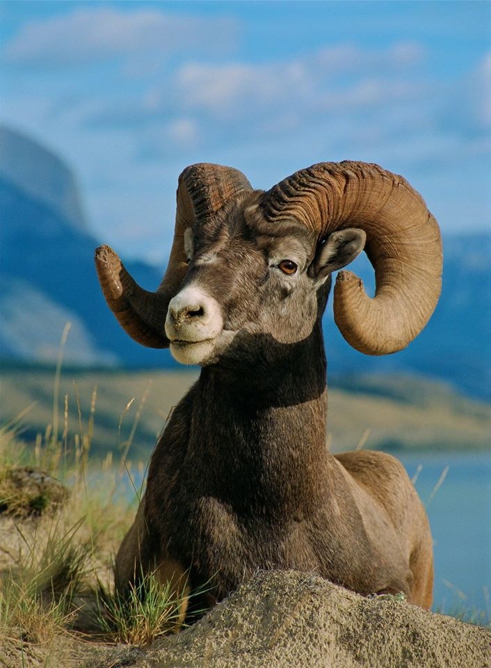 Любителям природы - профессиональные фотографии (выпуск 4)