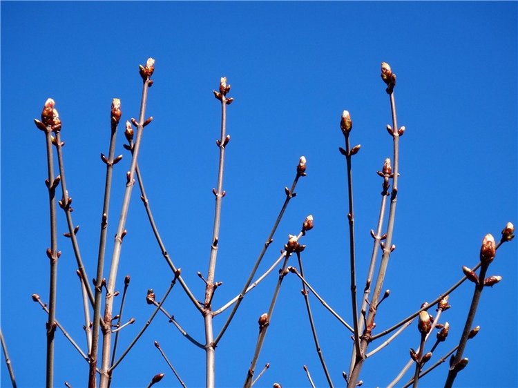 Просто Весна — Красивая природа и цветы: фото пейзажей (фото 9)