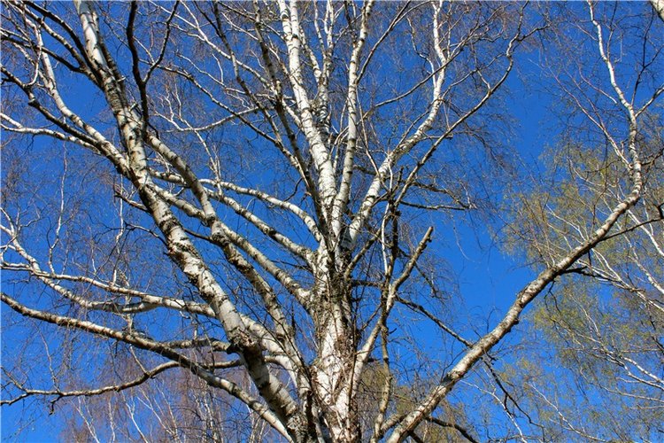 Прогулка Софи. Lati HoneyBee New Mystic Sophie | Бэйбики Прогулка Софи. Lati HoneyBee New Mystic Sophie