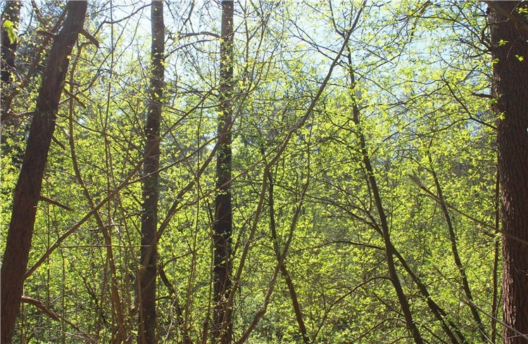 Весенняя Фея. Kyrra Fair Meadow doll | Бэйбики Весенняя Фея. Kyrra Fair Meadow doll