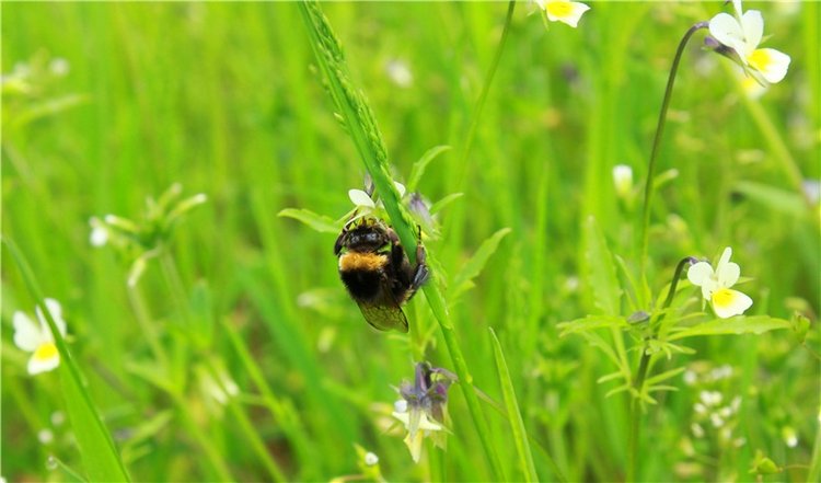 Солнечное поле. Twinkles Ella Chocolate
