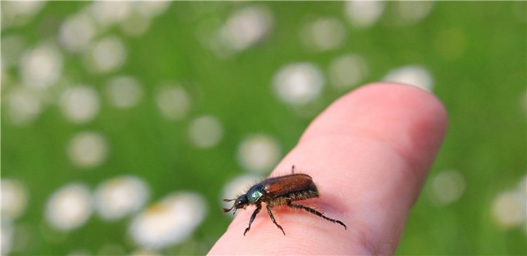 Ромашковый Июнь — Куклы Meadow dolls (Медовушки): BJD (БЖД)