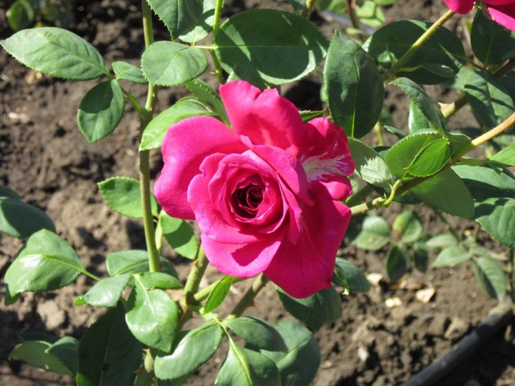 Горячее солнышко Кисловодска