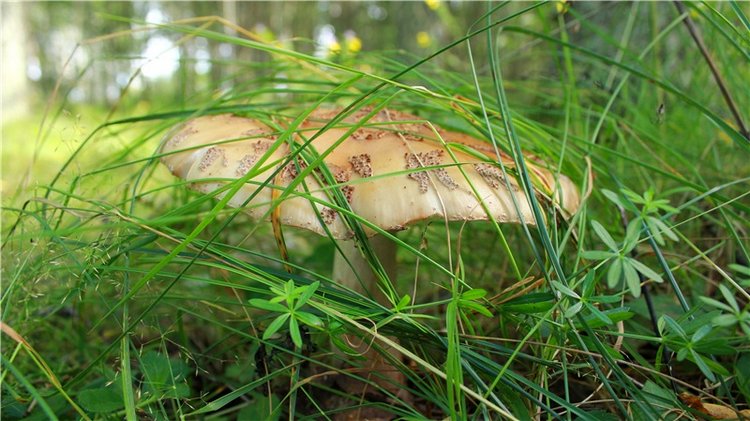 Августовское путешествие в "Сад Камней" | Бэйбики Августовское путешествие в "Сад Камней" (фото 6)