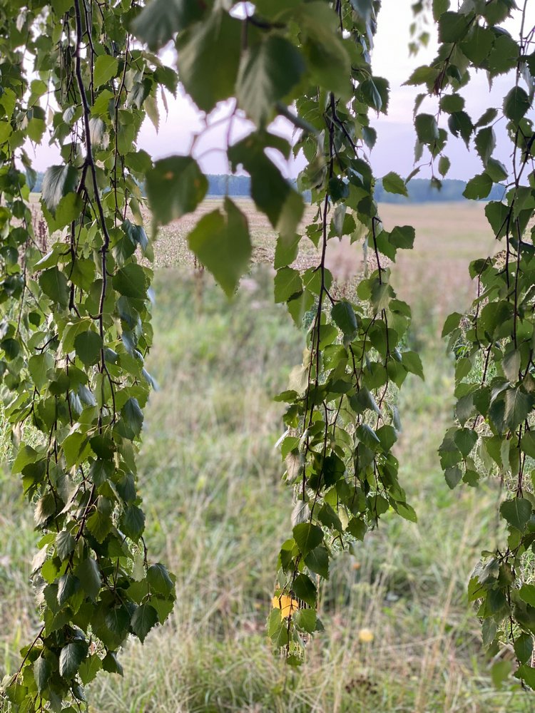 Варя в Березовой роще. Fabbi Chibbi Meadow dolls | Бэйбики Варя в Березовой роще. Fabbi Chibbi Meadow dolls (фото 3)