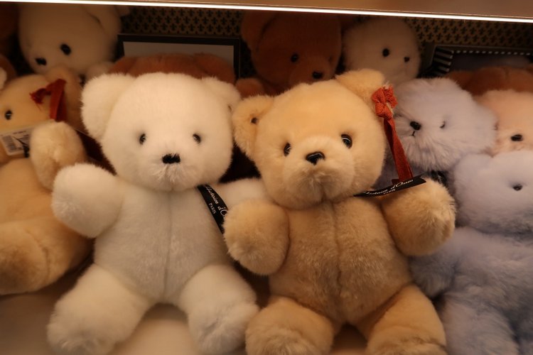 Знакомьтесь, новый вид медведей - медведь сумочный