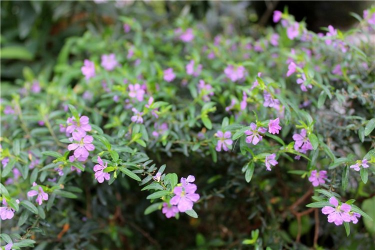 Тверской Ботанический Сад, продолжение | Бэйбики Тверской Ботанический Сад, продолжение