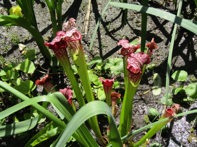 Тони Старк: приключения без брони. И снова Аптекарский огород | Бэйбики Тони Старк: приключения без брони. И снова Аптекарский огород (фото 2)