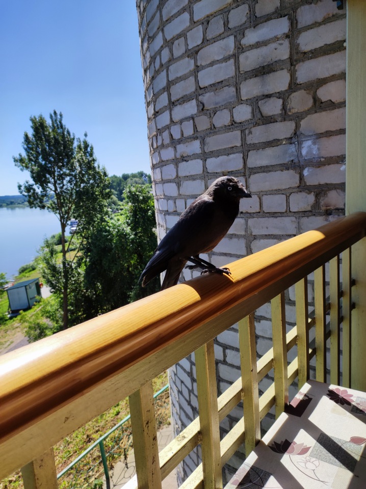 Вместе весело гулять по... Тарусе. Вихтели Линка и Алёнка