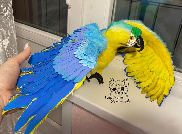 Попугай Ара. Желто-голубой