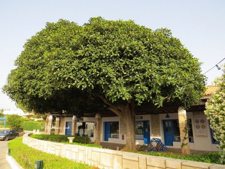 Kidz' тур. Нико на Крите. Херсониссос (фото 8)