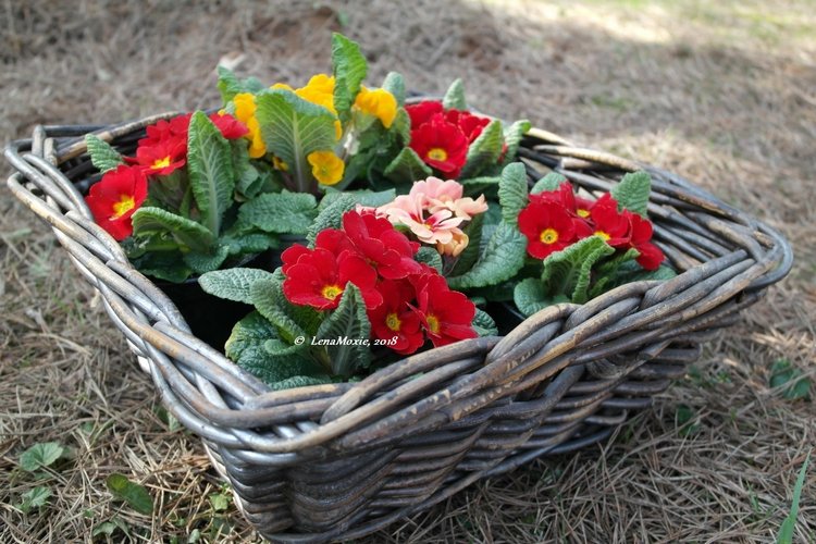 Тарас в апрельском саду — Куклы Kidz'n'Cats (Соня Хартман): шарнирные 46 см